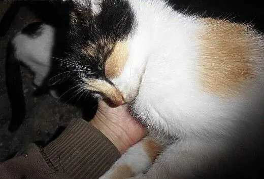 Lolita szuka domu , podkarpackie Jasło