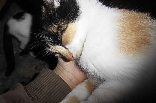 Lolita szuka domu ,  podkarpackie Jasło