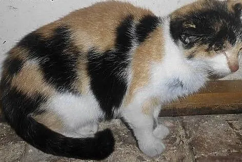 Lolita szuka domu ,  podkarpackie Jasło