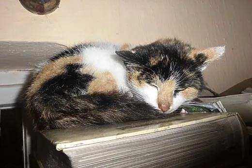 Lolita szuka domu ,  podkarpackie Jasło