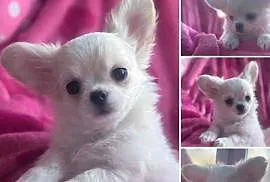 Chihuahua długowłosy z doskonałym rodowodem