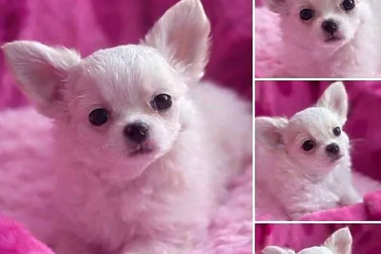 Chihuahua długowłosy z doskonałym rodowodem, Podlaskie, Białystok