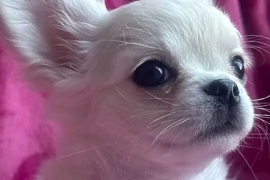 Chihuahua długowłosy z doskonałym rodowodem, Podlaskie, Białystok