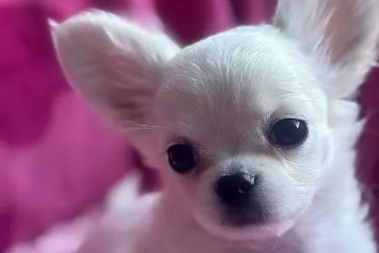 Chihuahua długowłosy z doskonałym rodowodem, Podlaskie, Białystok
