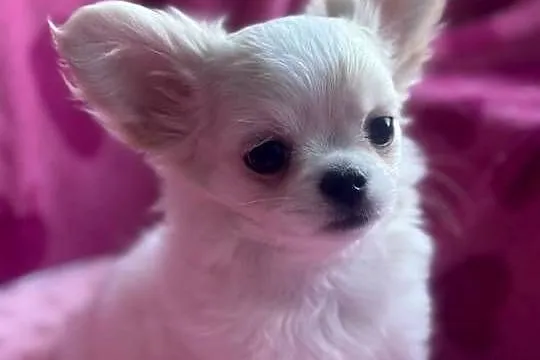 Chihuahua długowłosy z doskonałym rodowodem, Podlaskie, Białystok