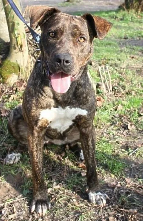 Sonia – mix amstaff / molos, świętokrzy