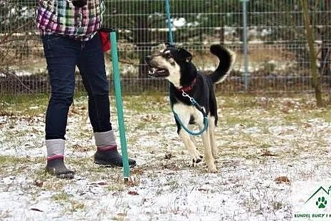 Inteligentny Reks, wesoły pies po szkoleniach, ado