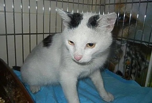 Biały Kot do adopcji!!!!, łódzkie Łódź