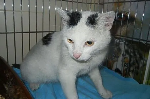 Biały Kot do adopcji!!!!,  łódzkie Łódź