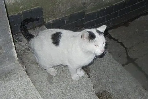 Biały Kot do adopcji!!!!,  łódzkie Łódź