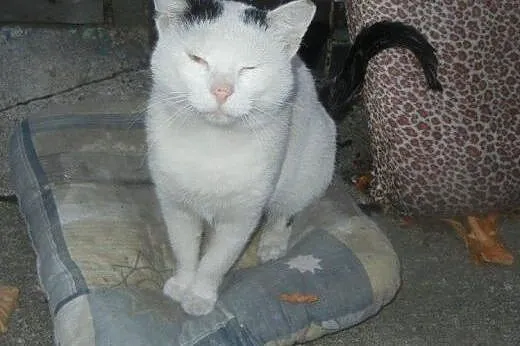 Biały Kot do adopcji!!!!,  łódzkie Łódź