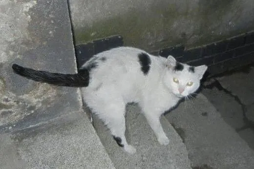Biały Kot do adopcji!!!!,  łódzkie Łódź