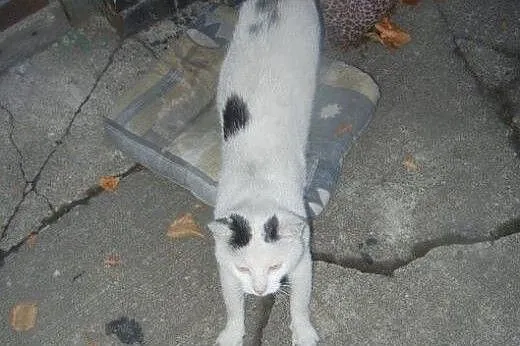 Biały Kot do adopcji!!!!,  łódzkie Łódź