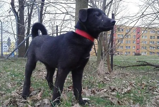 Kodi, Szczeniak Szuka Domu
