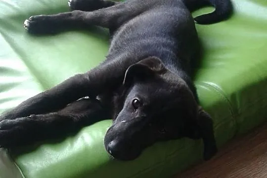 Kodi, Szczeniak Szuka Domu