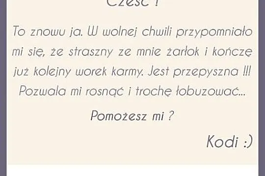 Kodi, Szczeniak Szuka Domu