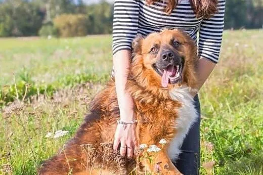 Młody kudłacz Rudy, przyjazny i grzeczny pies do adopcji, Kundelki cała Polska