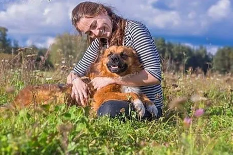 Młody kudłacz Rudy, przyjazny i grzeczny pies do a
