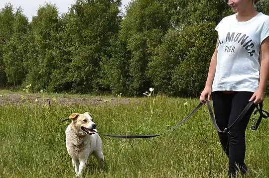 Budyń-nieśmiały piesek prosi o pomoc___