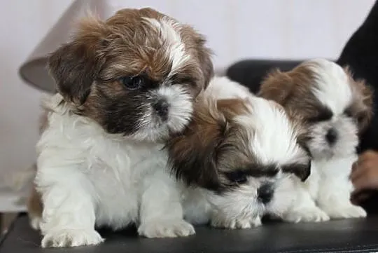 Shih Tzu Miniaturki Mini Z Rodowodem,Chipem Czesto, Szczecin