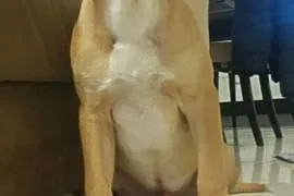 Pitbull pies i suczka 4m, Pułtusk