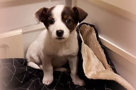 Malenka Blanka po małej mamie,adopcja!!,  świętokrzyskie Kielce