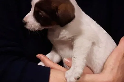 Malenka Blanka po małej mamie,adopcja!!,  świętokr