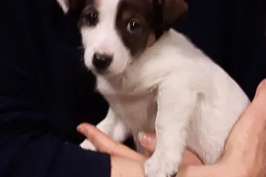 Malenka Blanka po małej mamie,adopcja!!,  świętokr