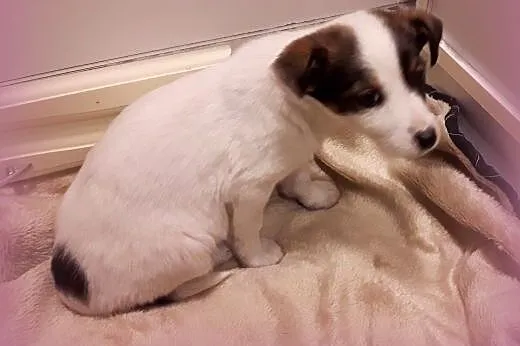 Malenka Blanka po małej mamie,adopcja!!,  świętokr
