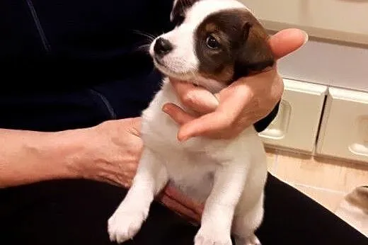 Malenka Blanka po małej mamie,adopcja!!,  świętokr
