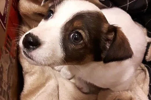 Malenka Blanka po małej mamie,adopcja!!,  świętokr