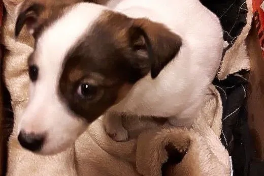 Malenka Blanka po małej mamie,adopcja!!,  świętokr