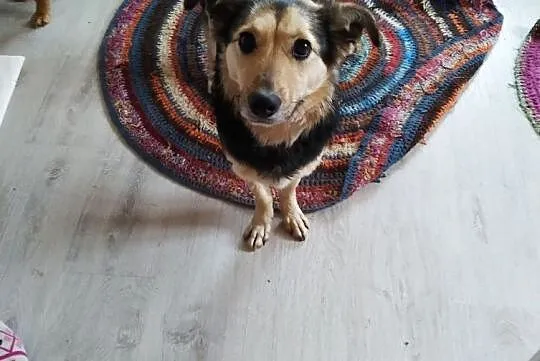 Agatka do adopcji śliczna mądra sunia, Mazowieckie, Warszawa