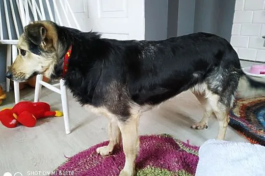 Agatka do adopcji śliczna mądra sunia, Mazowieckie, Warszawa