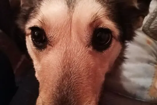 Agatka do adopcji śliczna mądra sunia, Mazowieckie, Warszawa