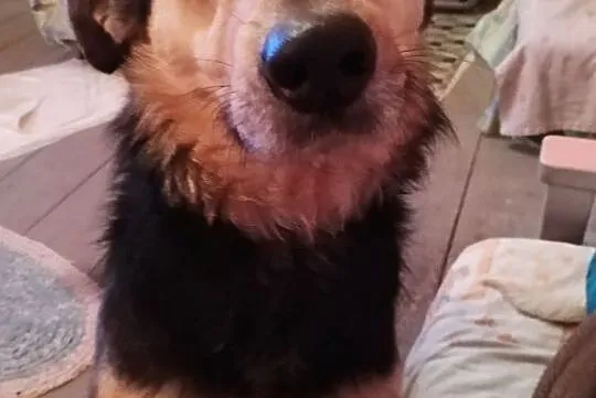 Agatka do adopcji śliczna mądra sunia, Mazowieckie, Warszawa