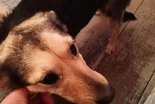Agatka do adopcji śliczna mądra sunia, Mazowieckie, Warszawa