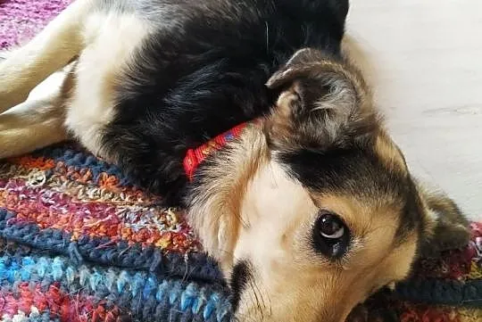 Agatka do adopcji śliczna mądra sunia, Mazowieckie, Warszawa