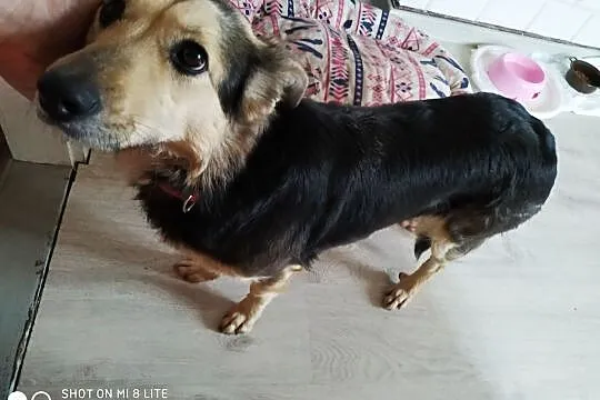 Agatka do adopcji śliczna mądra sunia, Mazowieckie, Warszawa
