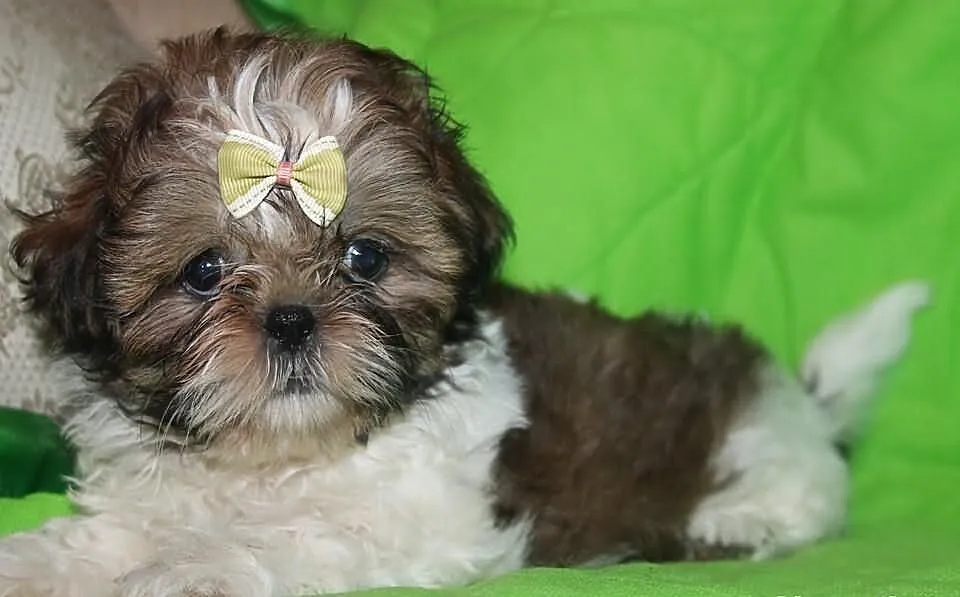 Suczki shih tzu z rodowodem