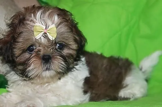 Suczki shih tzu z rodowodem