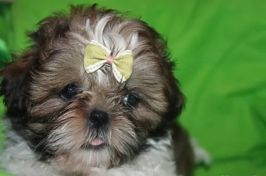 Suczki shih tzu z rodowodem