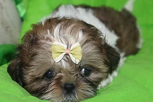 Suczki shih tzu z rodowodem