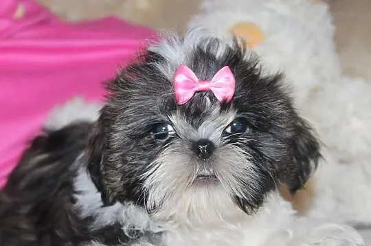 Suczki shih tzu z rodowodem