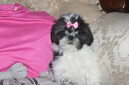 Suczki shih tzu z rodowodem