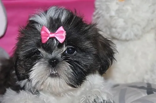 Suczki shih tzu z rodowodem
