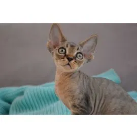 Kocięta rasy Devon Rex na sprzedaż, chętnie je odbiorę.