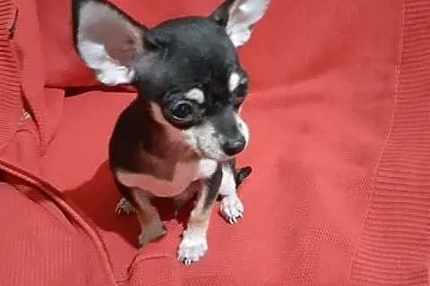 Chihuahua, szczenięta krótkowłose,  Chihuahua cała, cała Polska