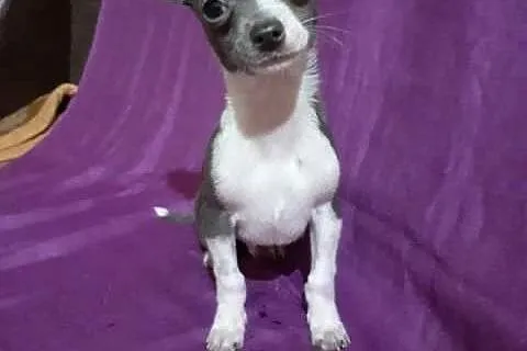 Chihuahua, szczenięta krótkowłose,  Chihuahua cała, cała Polska