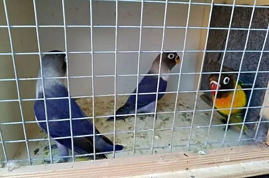 Papugi nierozłączki fischer i Czarnogłowe, Łódzkie, Stachlew